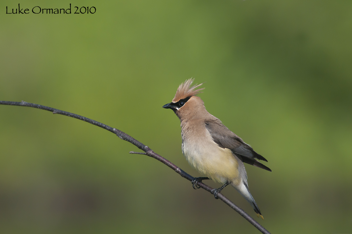 cedar waxwing