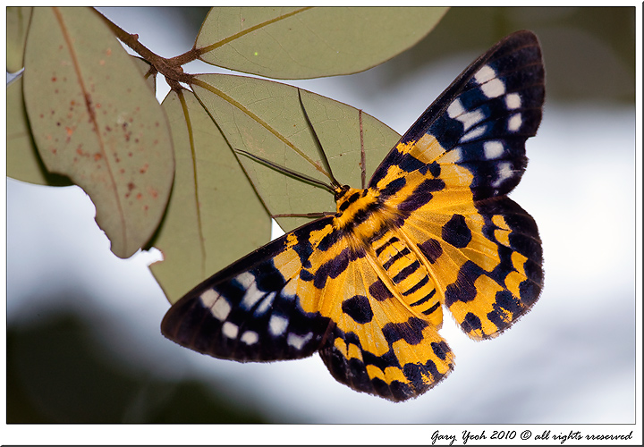 Inchworm Moth