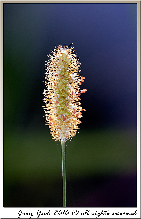 Grasshead + repost