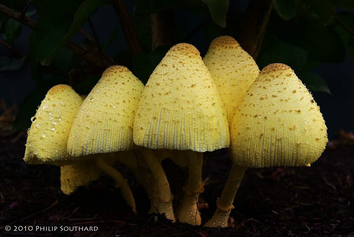 Shrooms