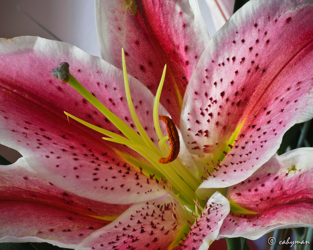 Lilium Stargazer