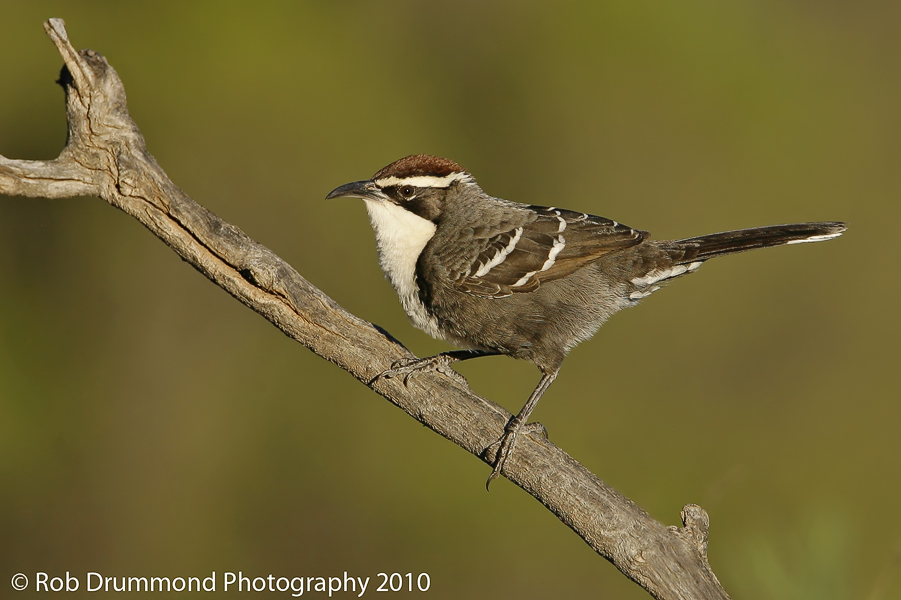 Chestnut-crowned Babbler