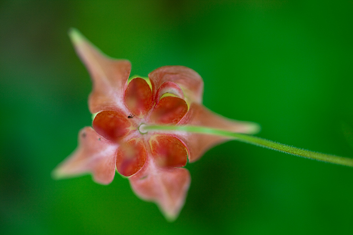 Columbine