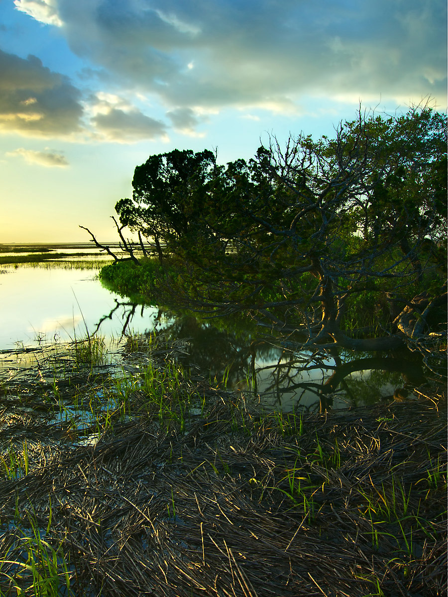 Salt Marsh High Tide