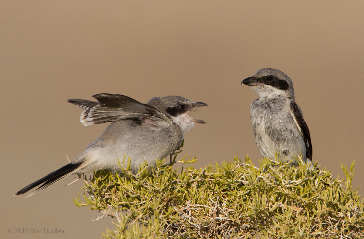 Loggerhead Shrikes