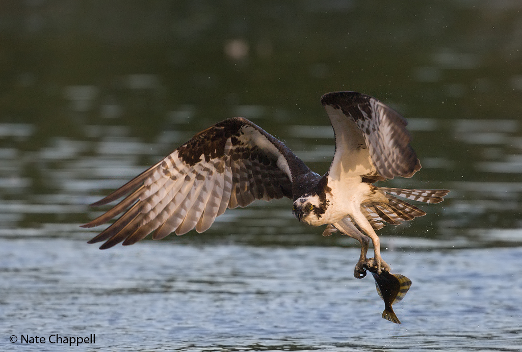 Osprey taking Flounder 