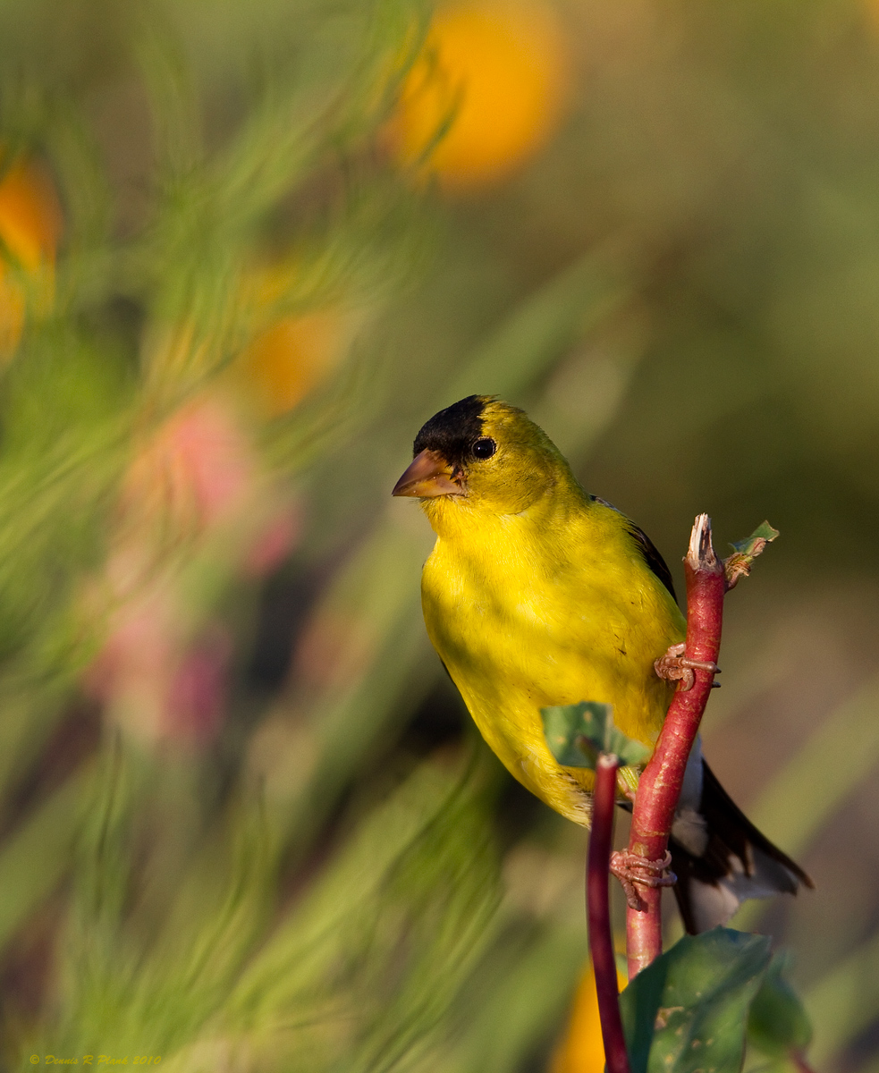 American Goldfinch