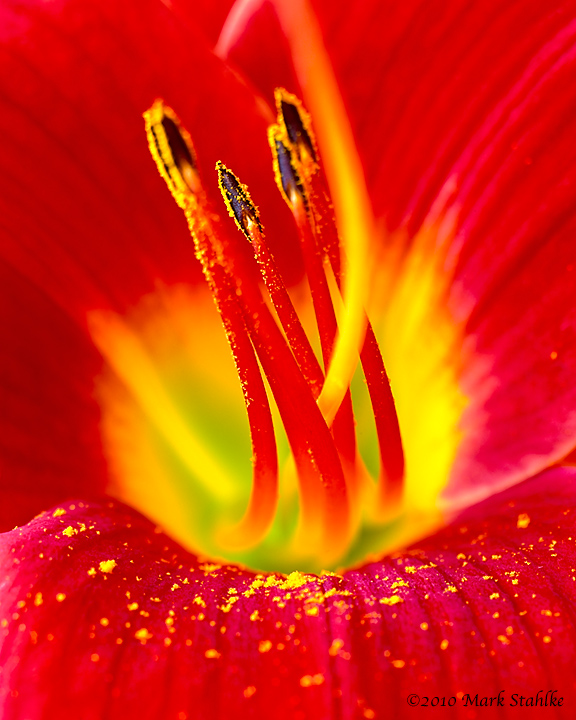 Day Lily