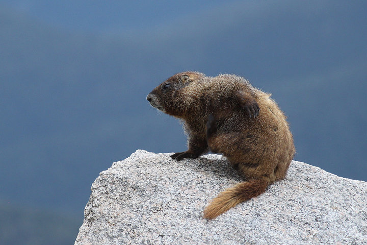 Got an itch!