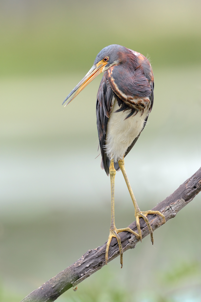 Louisiana Heron (juv)