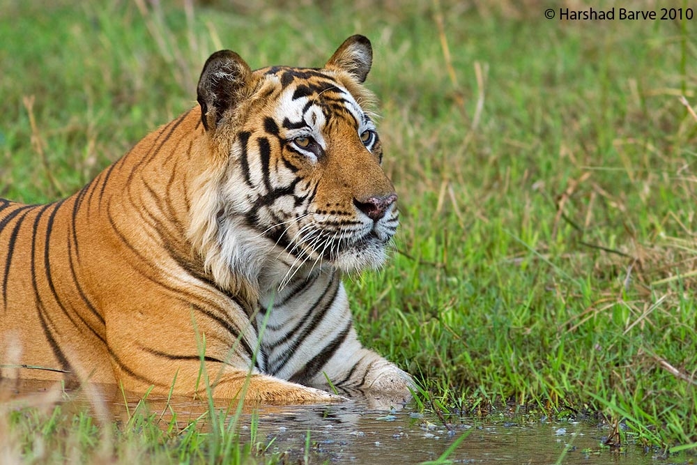 Male Tiger ! BAndhavgarh