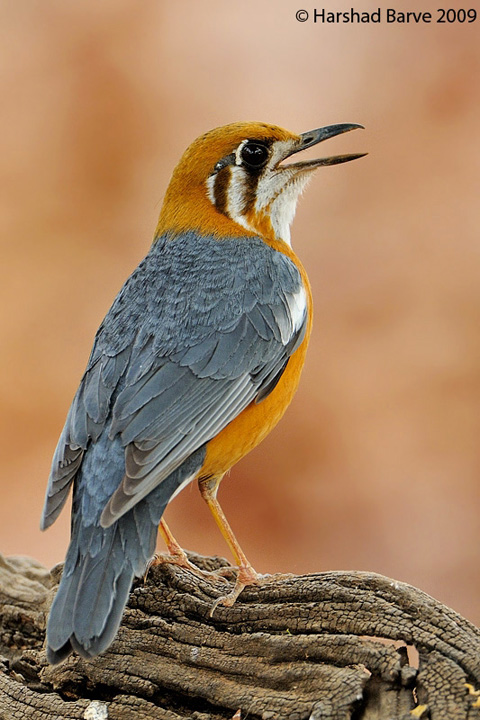 OHGT ! Bandhavgarh