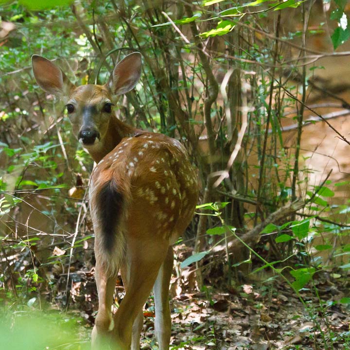 Fawn by Creek 