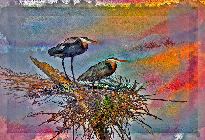 Heron Sunrise