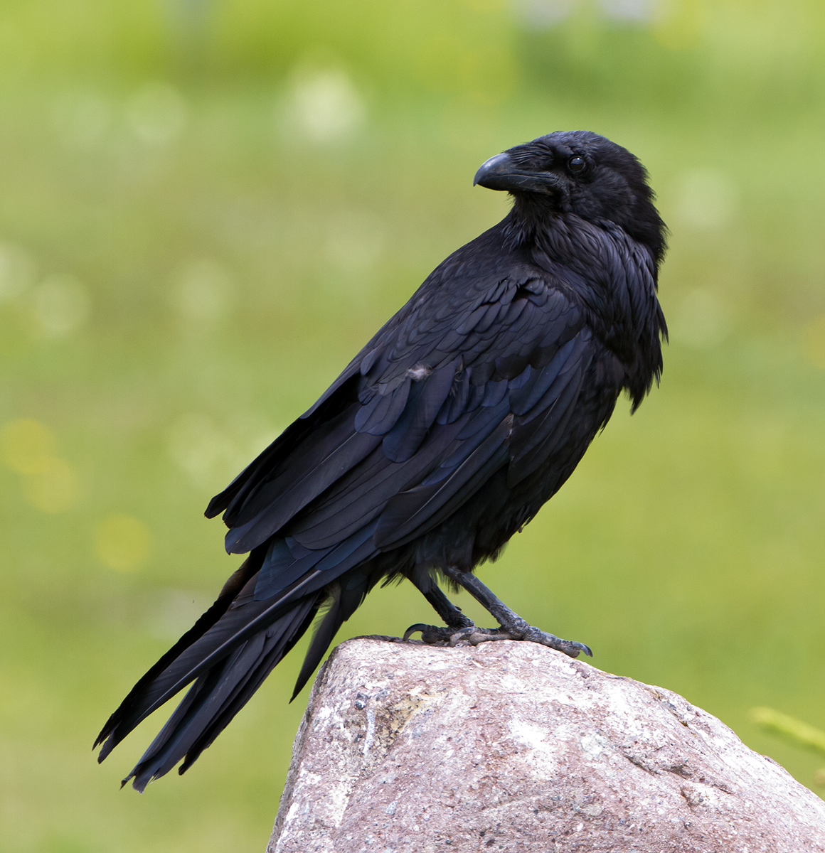 Common Raven