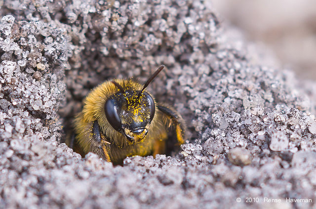Sand bee