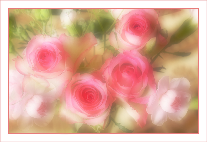 Rosy dreams
