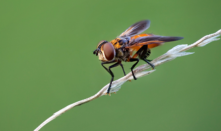 Fly?