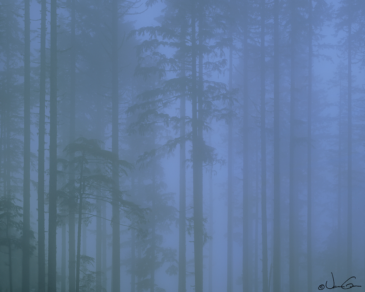 Forest in Fog