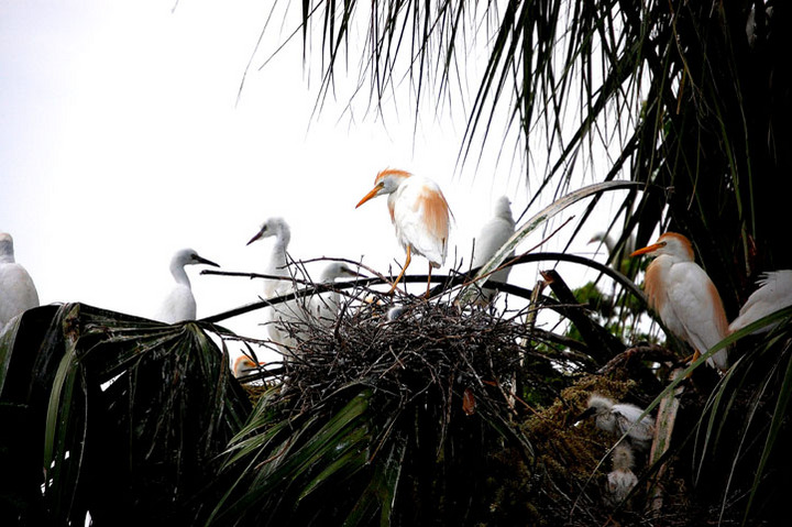 Nest of Egrets