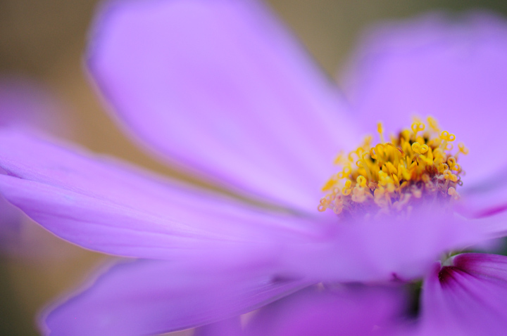 Cosmos