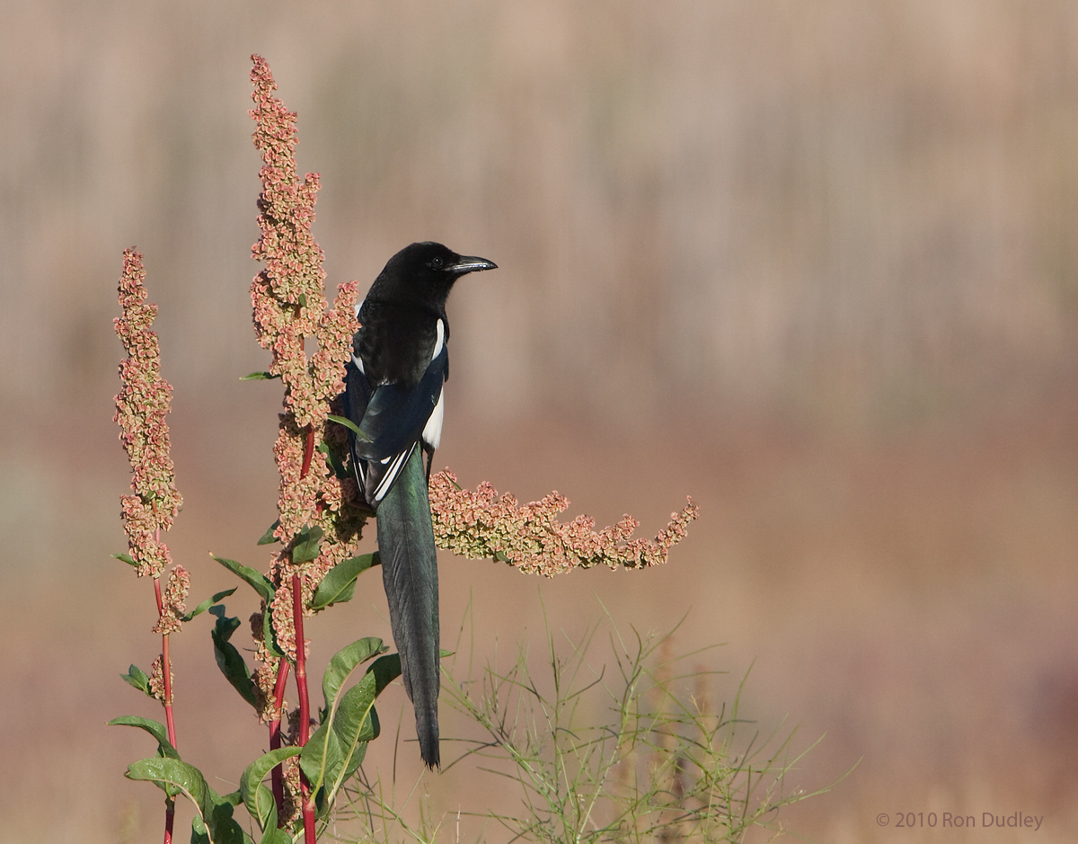 Black-billed Magpie
