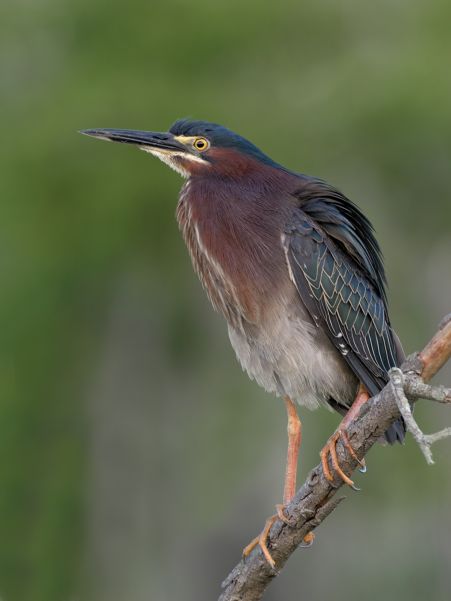 Green Heron
