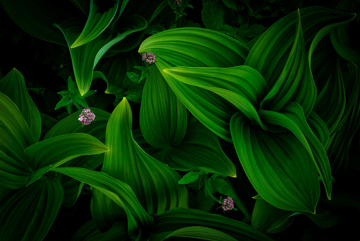 Veratrum/Wildflowers+repost