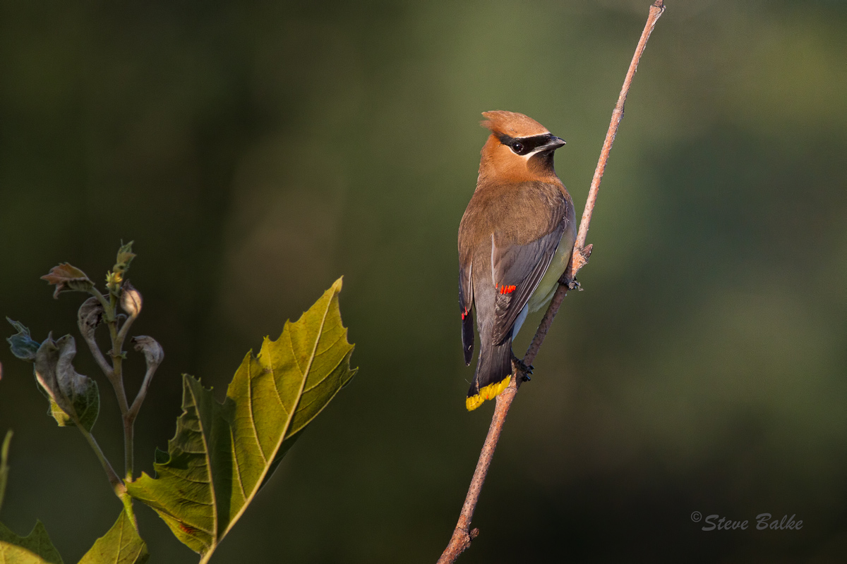 Waxwing+Repost
