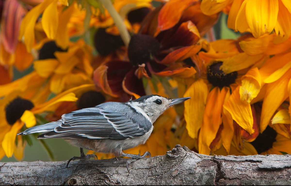 Nuthatch