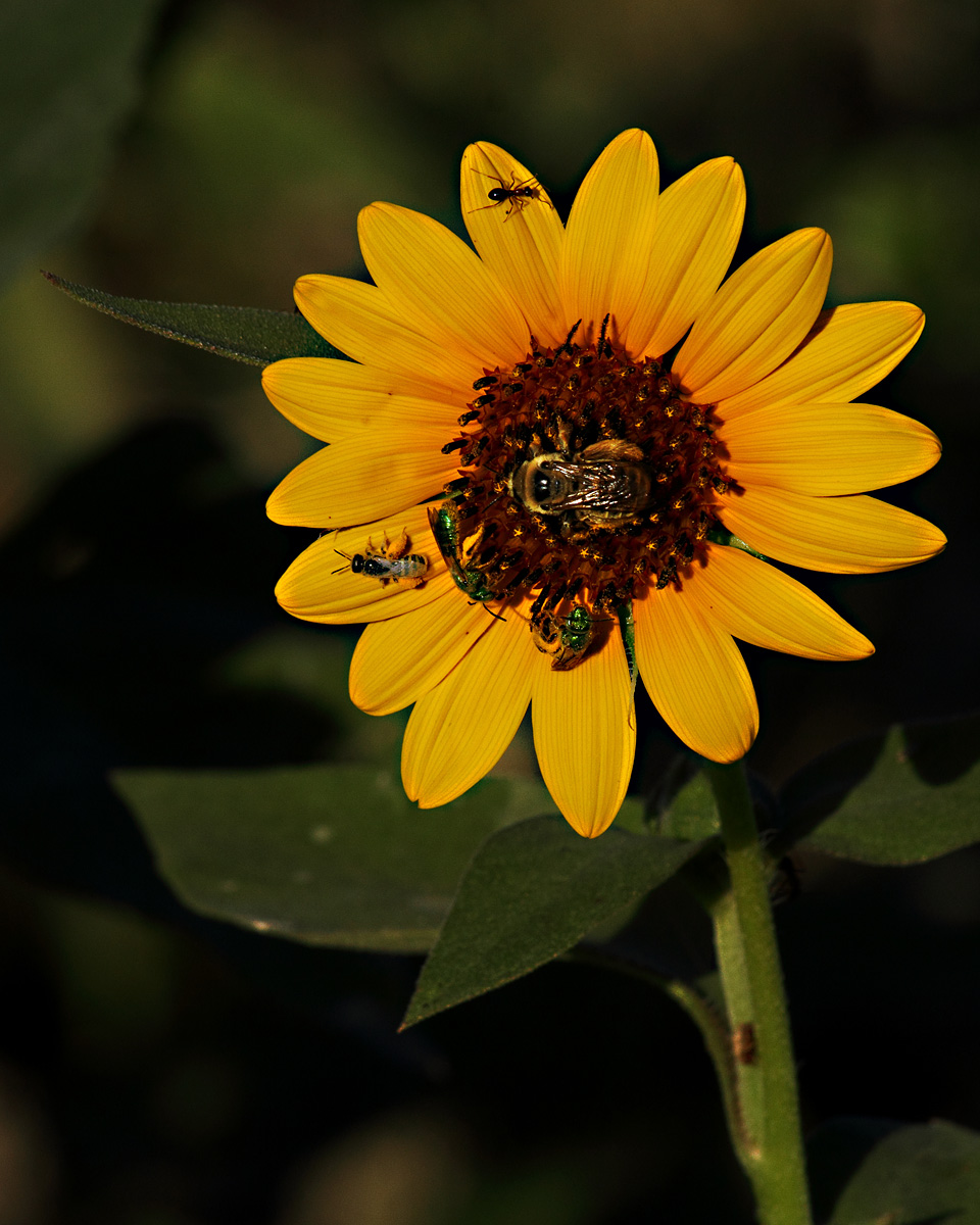 Early...sunflower repost