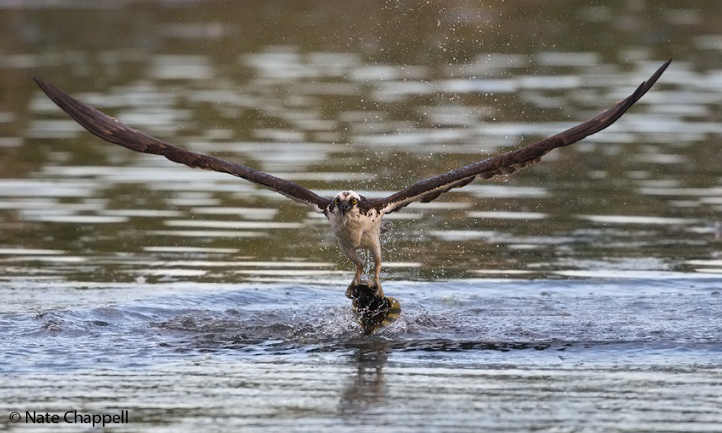 Osprey taking Flounder I