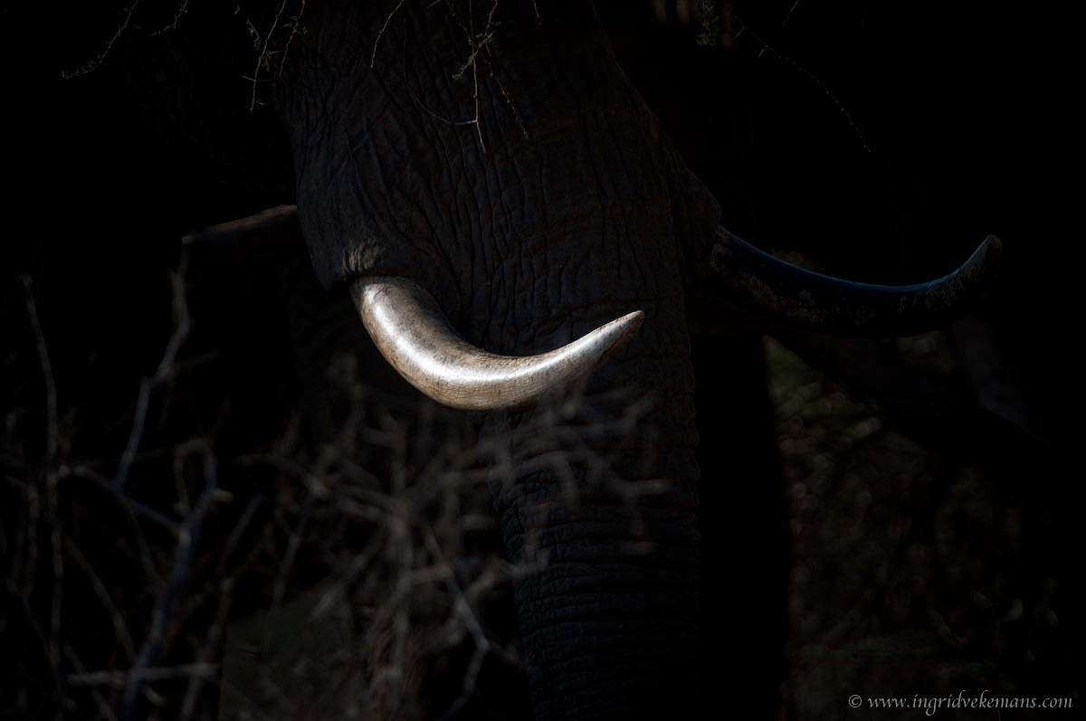 Tusk