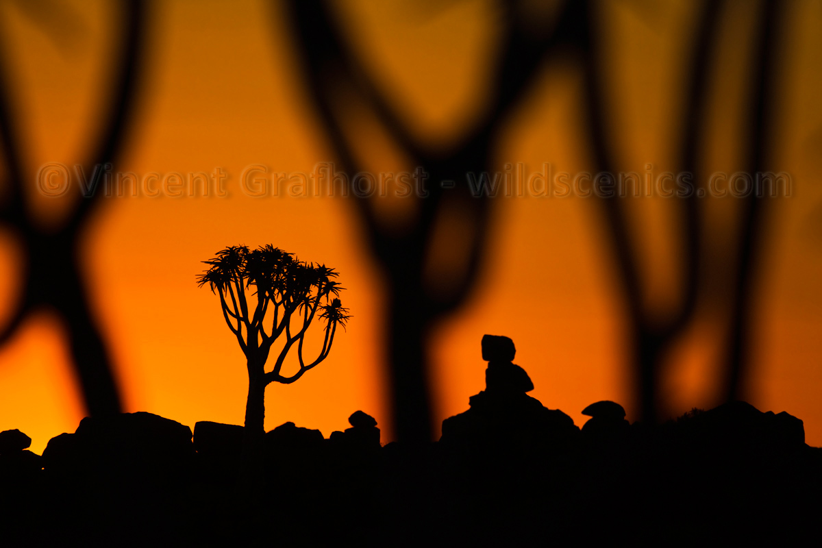 Quiver Silhouettes