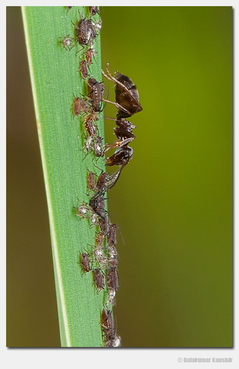 Ant and aphids