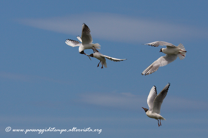 Gulls