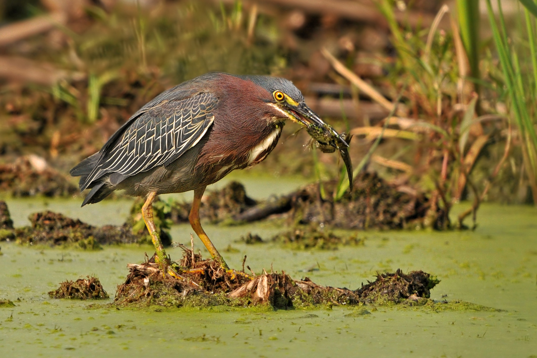 Green Heron Dining