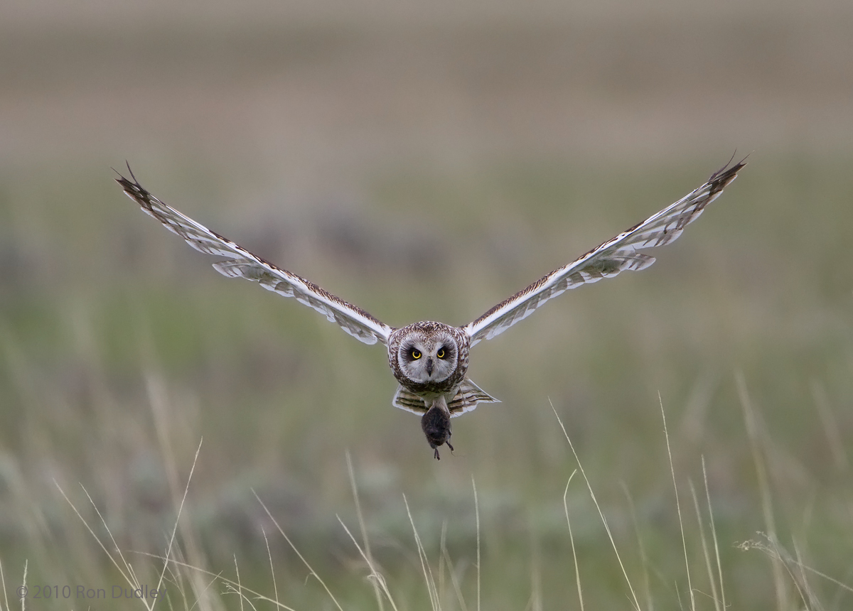 Short-eared Owl