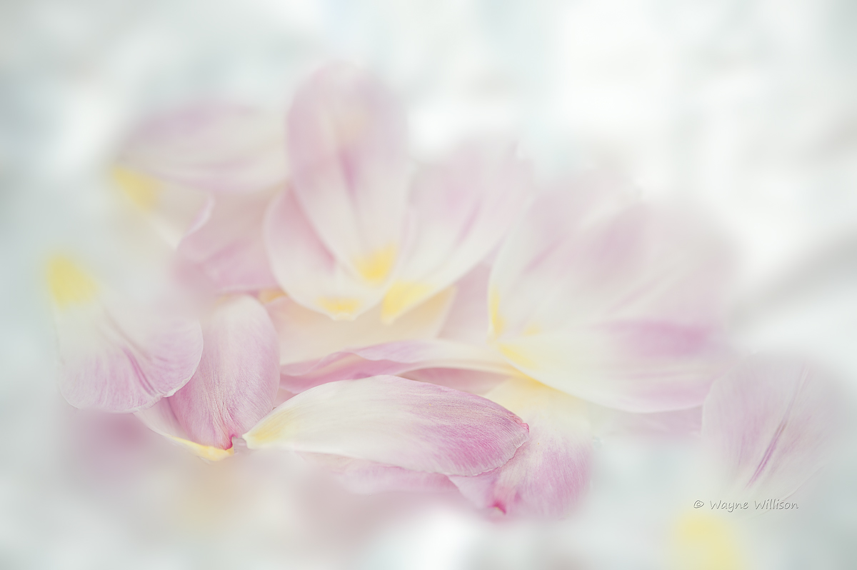 Fallen Petals