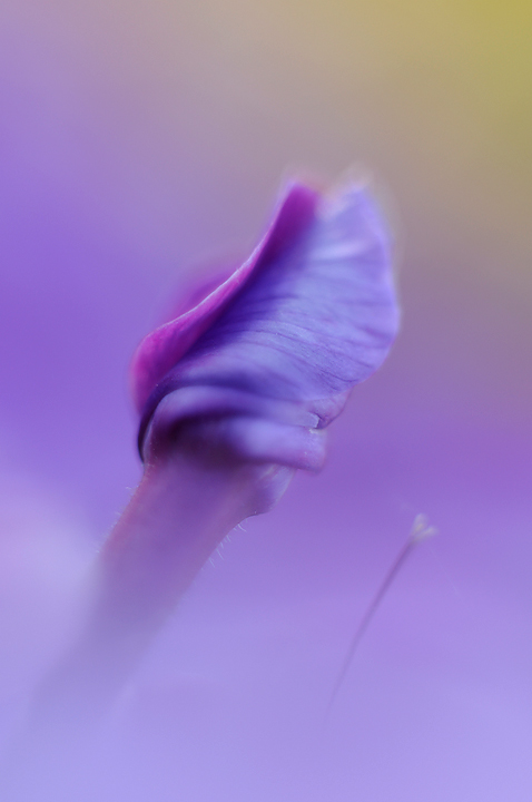 Swaying in purple