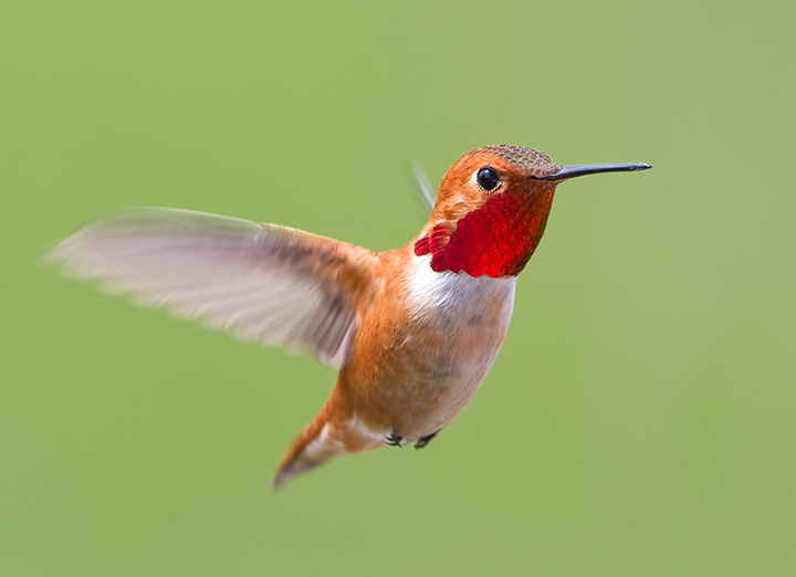 Rufous Hummingbird