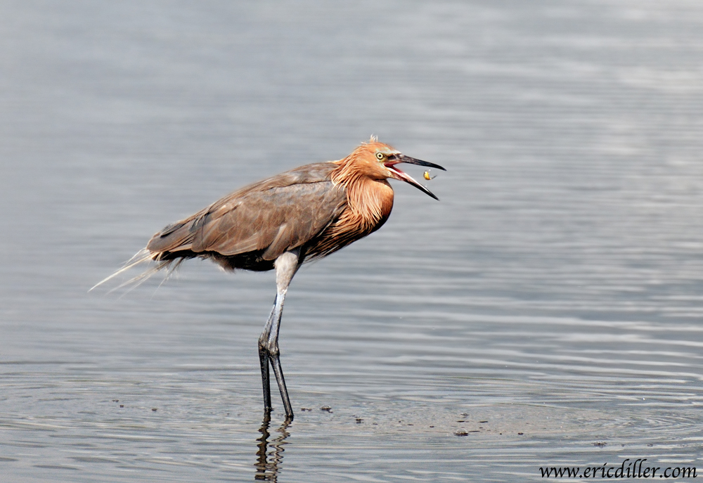 Reddish Egret 