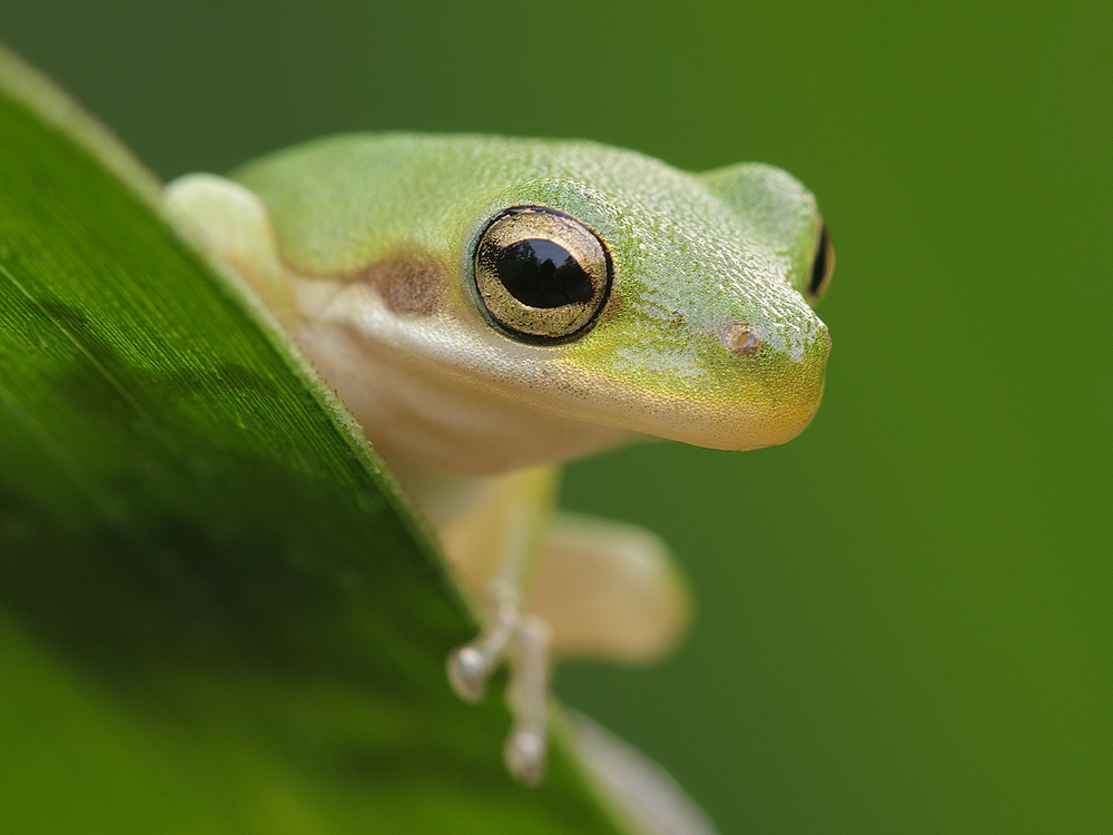 Green Tree Frog