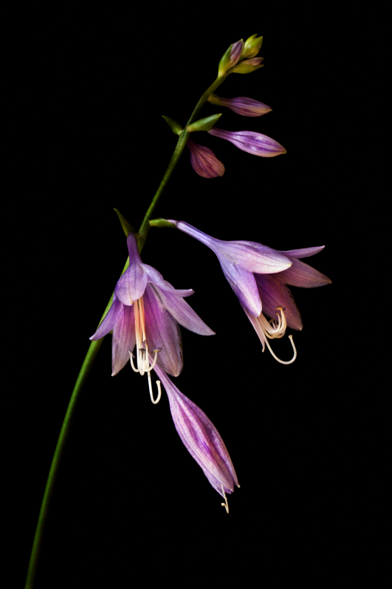 Hosta lV