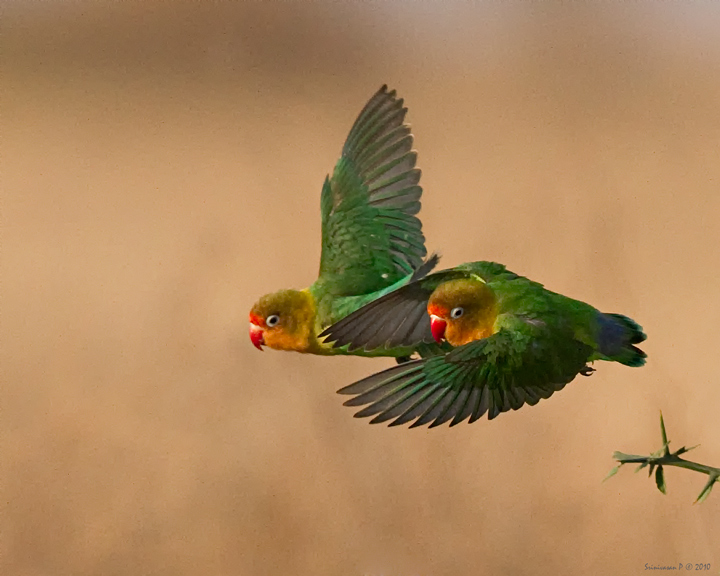 Love in Flight