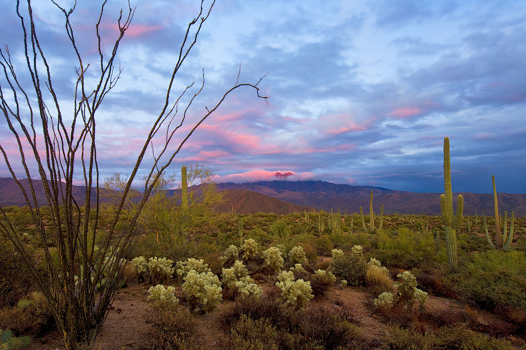 Peaceful Desert