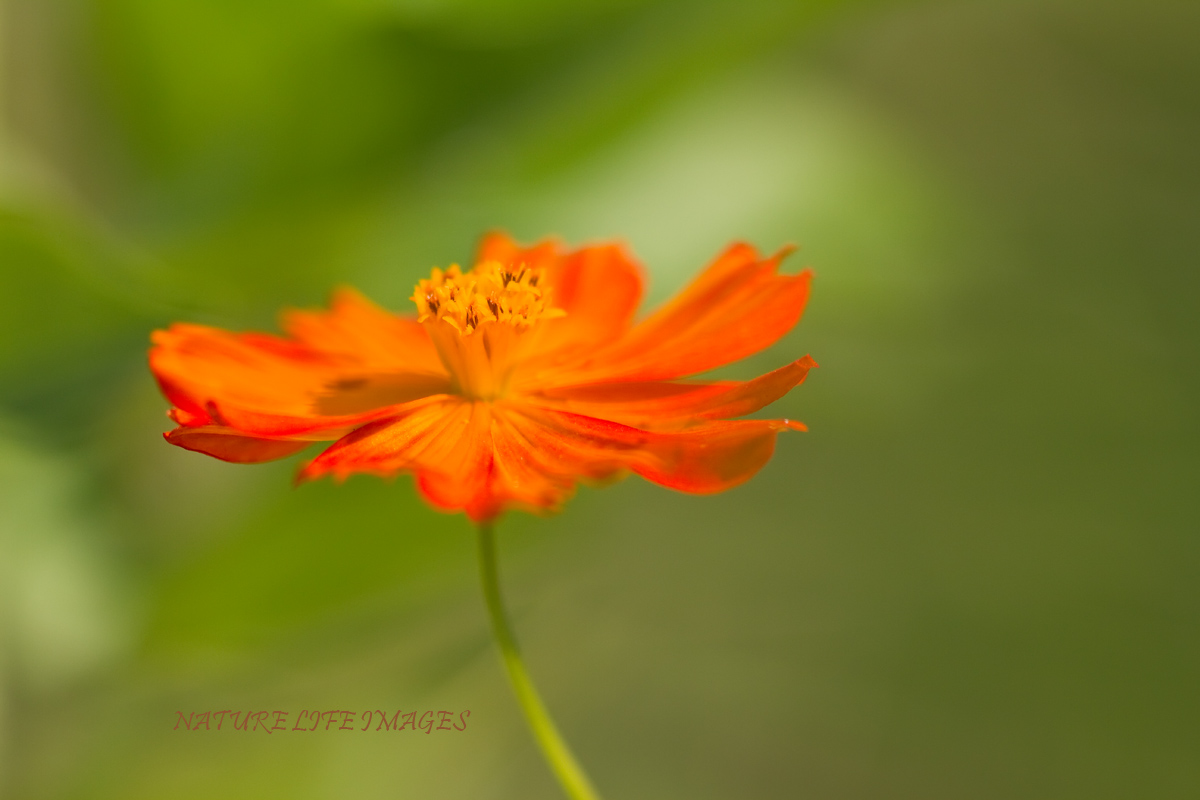 Tangerine Dream