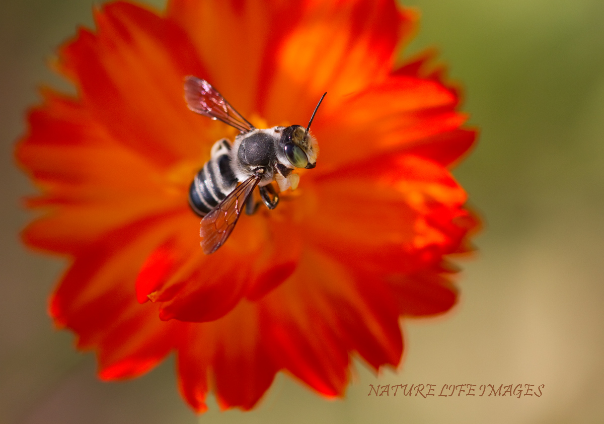 Why Bee Normal?