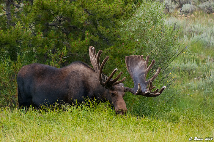 Bull Moose in Grass