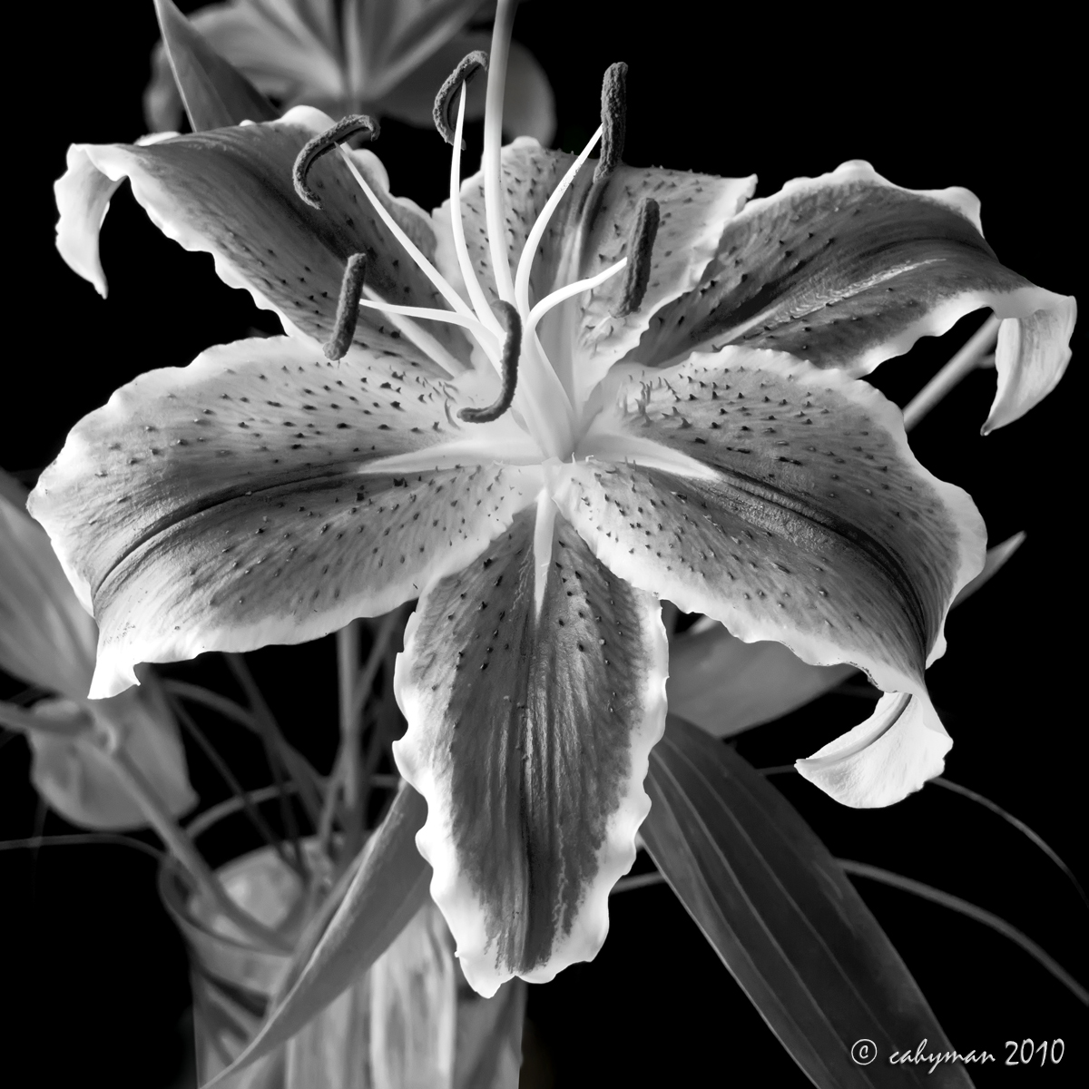 Black & White Lilium + REPOST